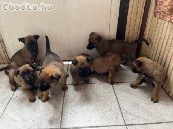 Belga Juhász  kutya kölykök