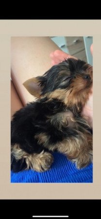 yorkshire terrier
