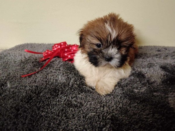 Shih Tzu