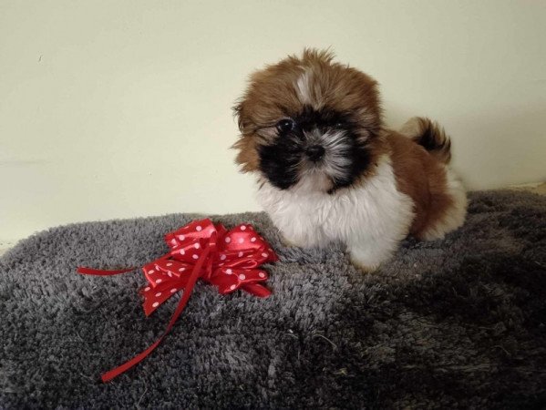 Shih Tzu