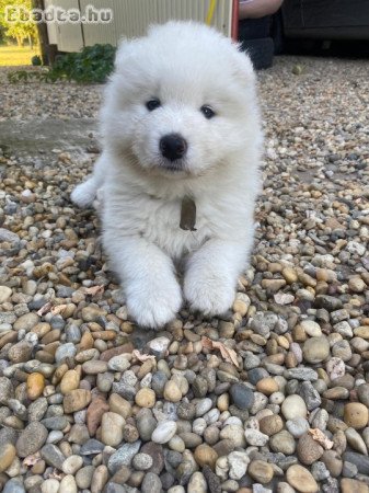 Samoyed kiskutyat