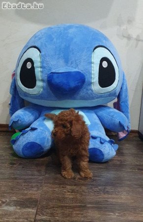 Toy/mini red poodles