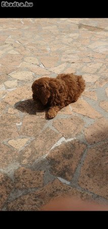 Toy/mini red poodles
