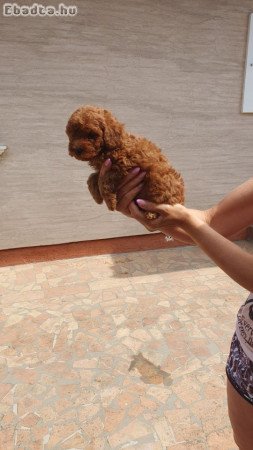 Toy/mini red poodles