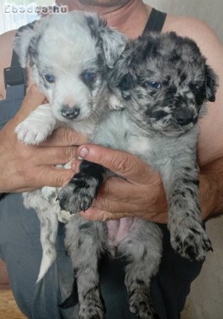 Eladó midi kölykök