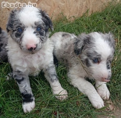 Eladó midi kölykök
