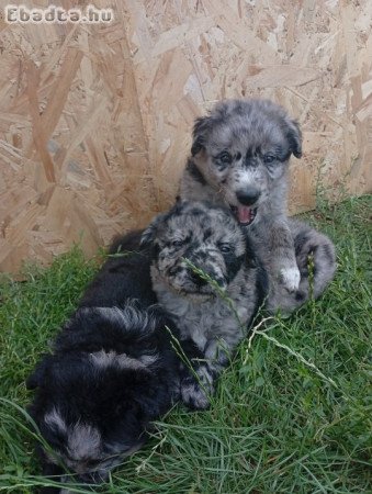 Eladó midi kölykök