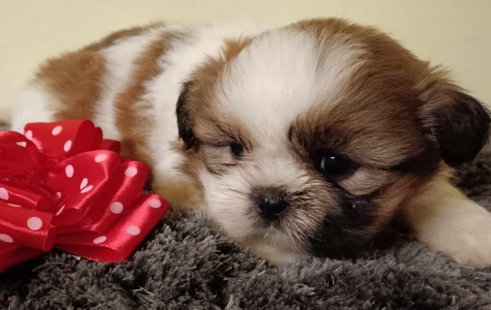 Shih tzu