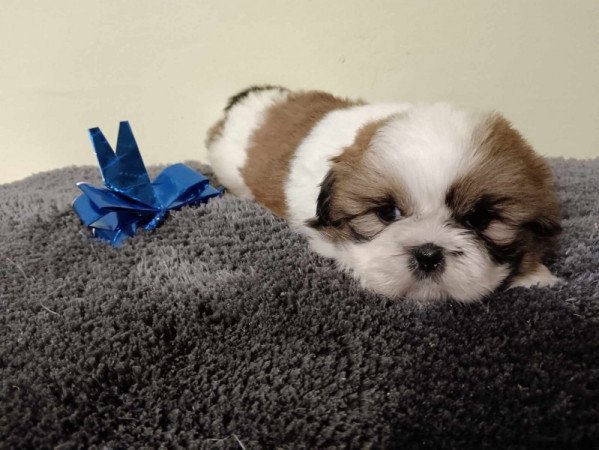 Shih tzu