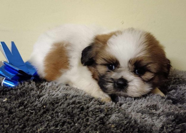 Shih tzu