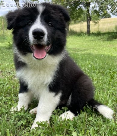 Border collie kiskutyák