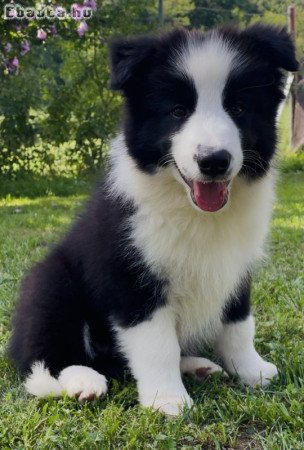 Border collie kiskutyák