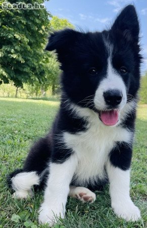 Border collie kiskutyák