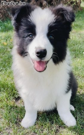Border collie kiskutyák