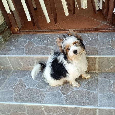 Biewer Yorkshire Terrier