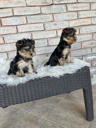 Yorkshire terrier