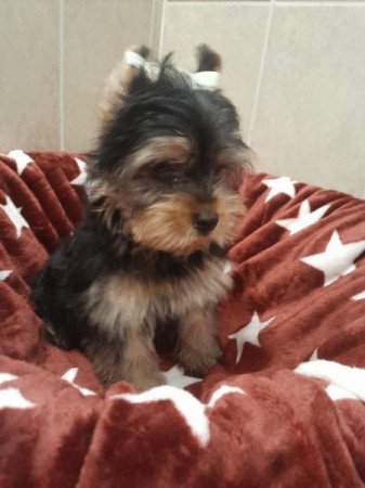 Yorkshire terrier