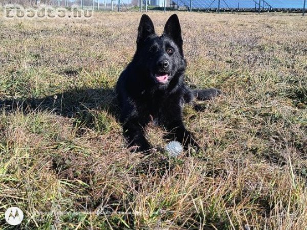 Németjuhász új otthont keres extra fekete szőrrel