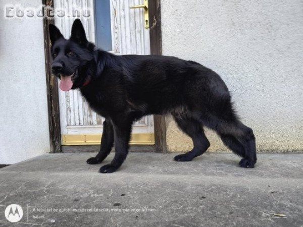 Németjuhász új otthont keres extra fekete szőrrel