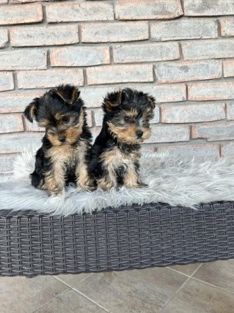 Yorkshire terrier