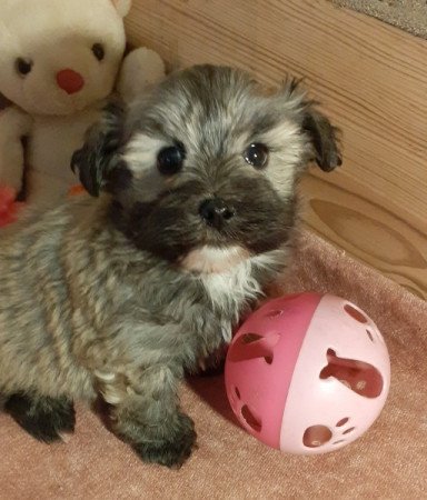 Bichon havanese