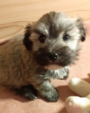 Bichon havanese