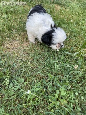 shih-tzu kölyök. Kutya eladók