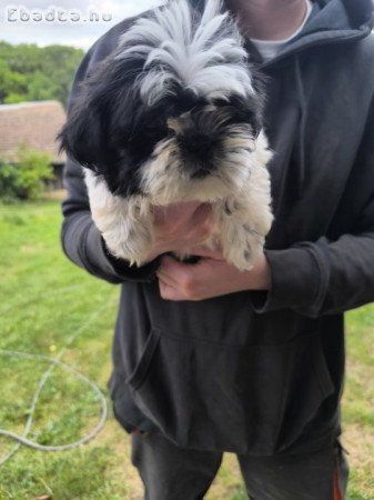 shih-tzu kölyök. Kutya eladók