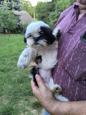 shih-tzu kölyök. Kutya eladók