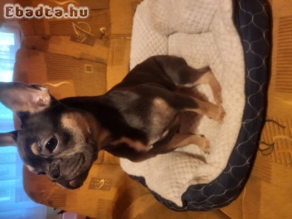 Franciabulldog eladó