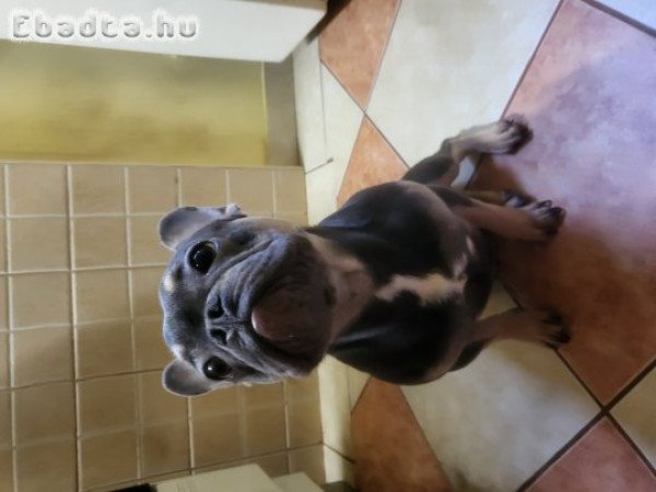 Franciabulldog eladó