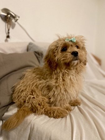 Cavapoo cavalier spaniel es uszkar