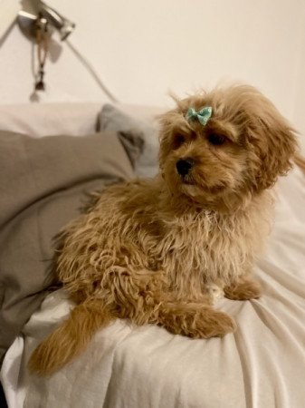 Cavapoo cavalier spaniel es uszkar