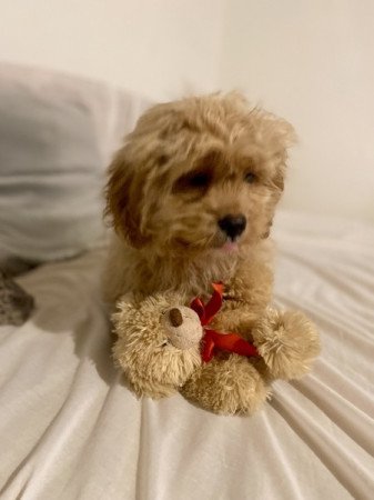 Cavapoo cavalier spaniel es uszkar