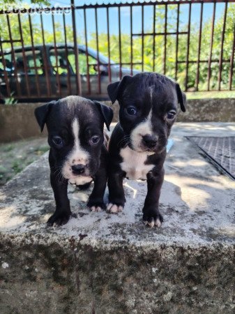 Amerikai staffordshire terrier kiskutyák