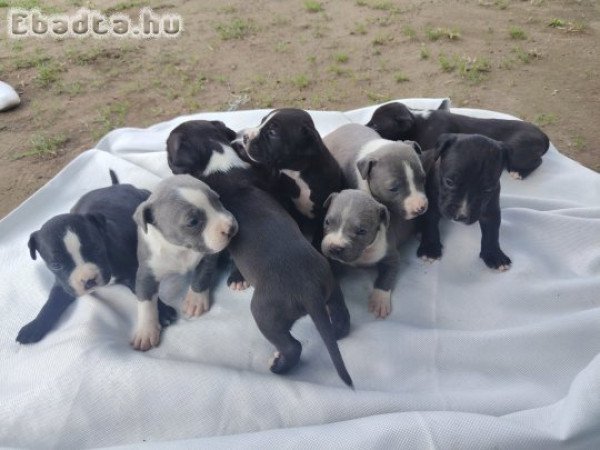 Amerikai staffordshire terrier kiskutyák