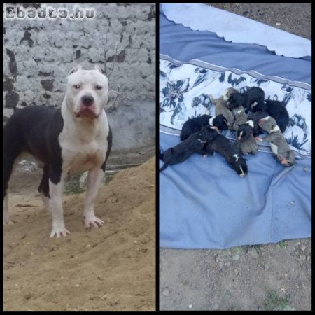 Amerikai staffordshire terrier kiskutyák