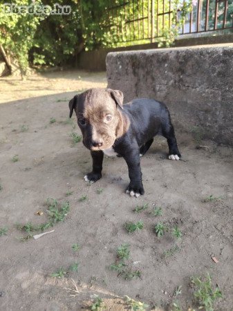 Amerikai staffordshire terrier kiskutyák
