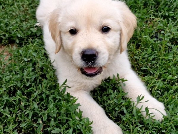 Golden retriever