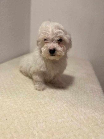 Havanese