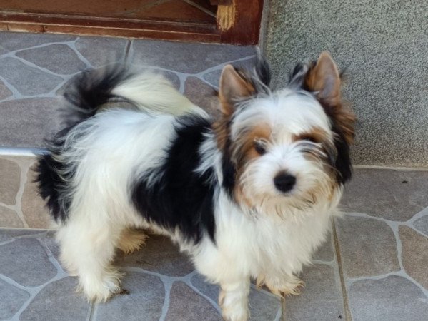 Biewer Yorkshire Terrier