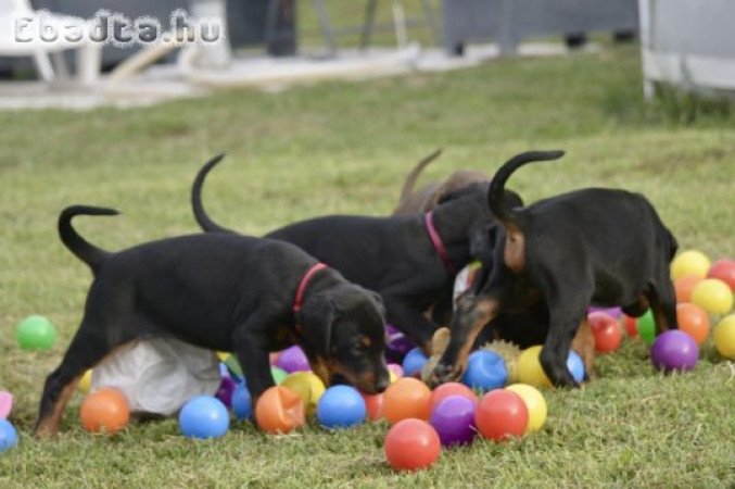 Dobermann kölykök-Kiállítási minőségű