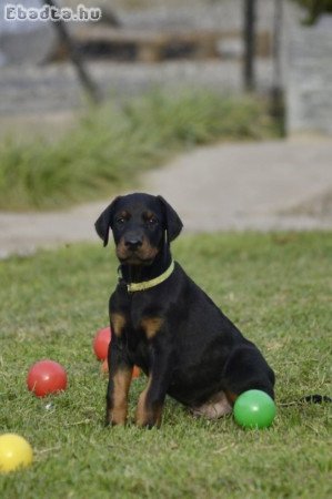 Dobermann kölykök-Kiállítási minőségű