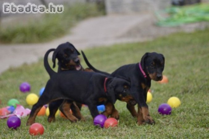 Dobermann kölykök-Kiállítási minőségű