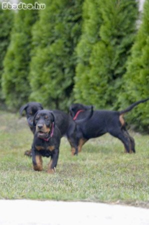 Dobermann kölykök-Kiállítási minőségű