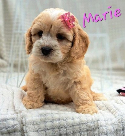 Maltipoo