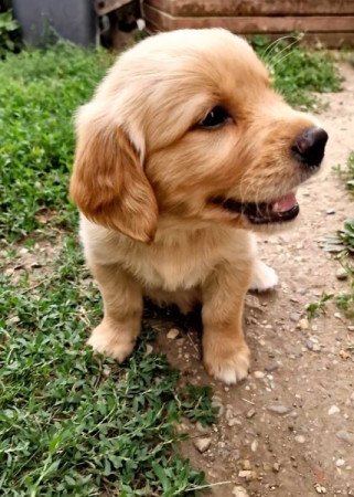 Golden retriever