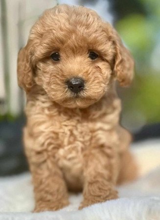 Maltipoo