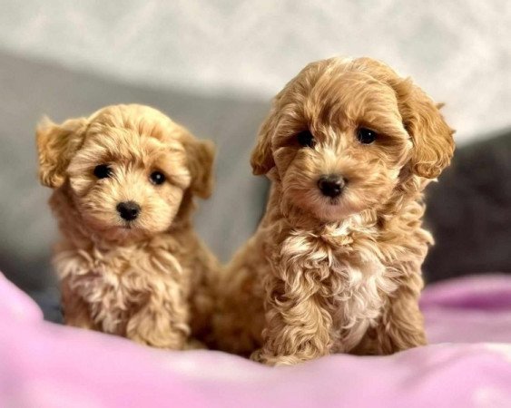 Maltipoo