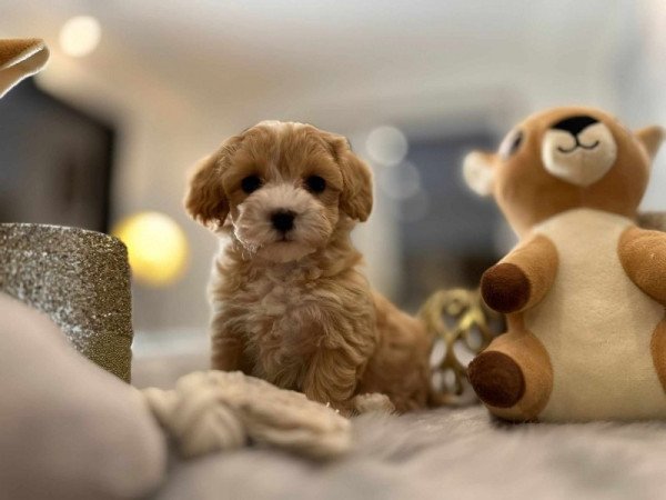 Maltipoo